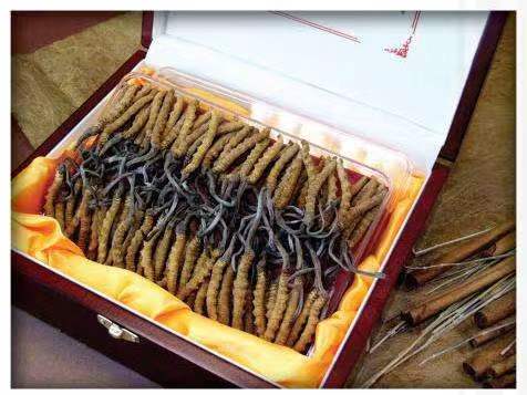 石台冬虫夏草回收?